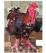 h5n1_nb