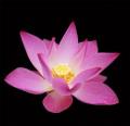 nguyend_uyanh