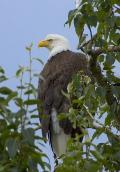 Bald_Eagle