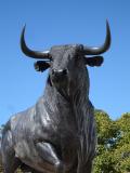 wildbull