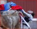 bullhunter