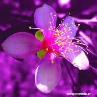 buitrongphuong