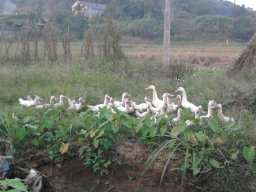 chungkhoanyb