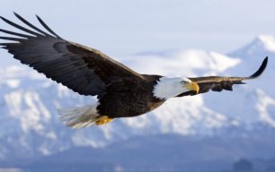 the_eagle