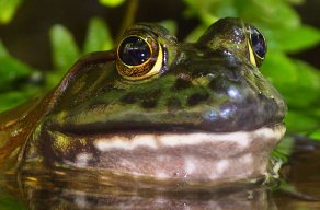 bullfrogs