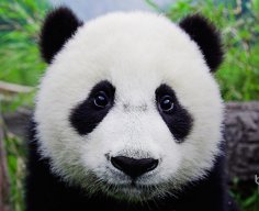 boysonghong
