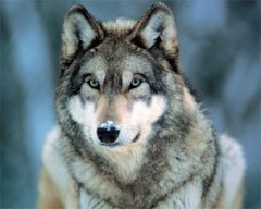 Hanh_Wolf