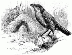 bowerbird