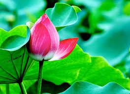 Dautuchungkhoan08