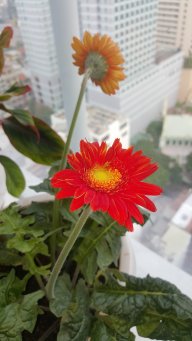 duongvdat