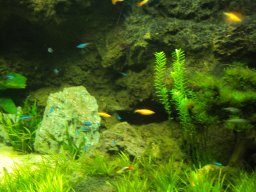 Green_Stock