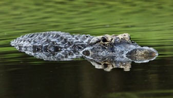 Crocodile68