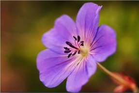 Violetcct
