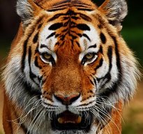 TigerAnGiang