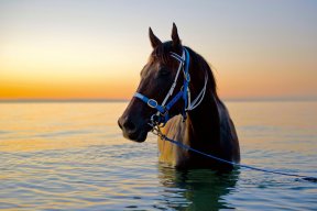 blackcaviar