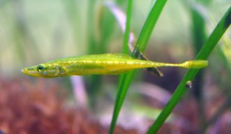 StickleBack