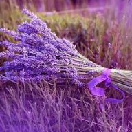 lavender99
