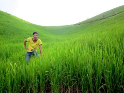 ledangluan