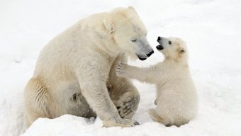 BearBear