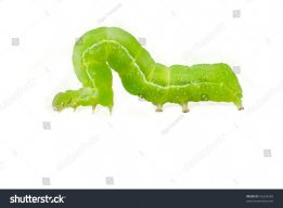 Caterpillar