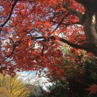 windstorm_222