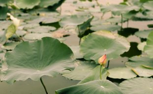 Vo_thuong91