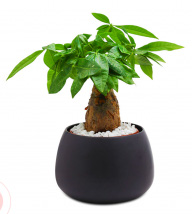 Vietdung9981