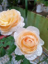 bnhiapp