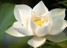 whitelotos