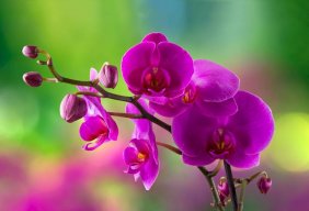 Khong_F