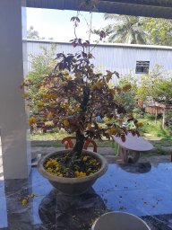 Quyetthanhcong