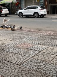 Mice1610