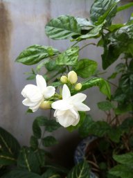5bonghoanho