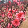 quangchinh92
