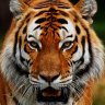 naughtytiger160