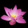 nguyend_uyanh