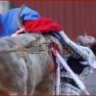 bullhunter