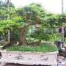 dokhacfhuong
