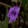 CDvADB