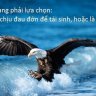 ngothehop