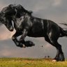 Blackhorsecap