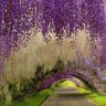 phong_lan