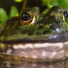bullfrogs