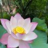 nguyenvantan2503