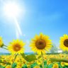 sunflower26