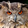 OwlEye