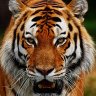 TigerAnGiang