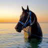 blackcaviar
