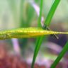 StickleBack