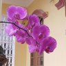 ThanhHai79